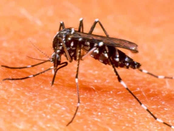 La provincia invadida por “Aedes Albifasciatus”